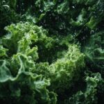 Close-up of fresh green kale with water droplets, ready for a Kale Crunch Salad.